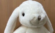rabbit Lovely